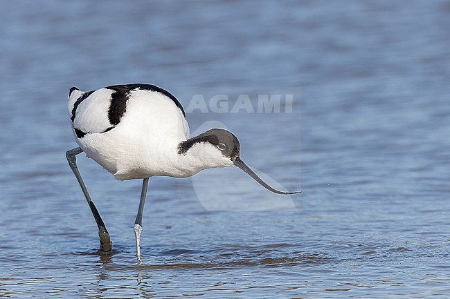 A Pied avocet is seen walking in shallow water from the side against a blue background of a freshwater pond in Spaarndam, The Netherlands. stock-image by Agami/Jacob Garvelink,