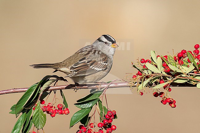 Adult 
Santa Barbara Co., CA
November 2022 stock-image by Agami/Brian E Small,