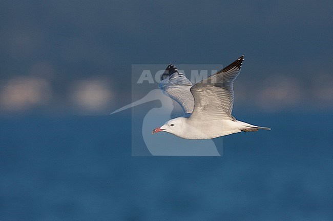 Audouin's Gull - Korallenmöwe - Larus audouinii, Spain (Mallorca), adult stock-image by Agami/Ralph Martin,