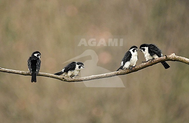 Pied Falconets is one of the smallest species of raptor in the world. This family portrait of four birds is taken in inland China. stock-image by Agami/Eduard Sangster,