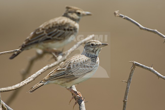 Kuifleeuwerik in zit; Crested Lark perched stock-image by Agami/Daniele Occhiato,