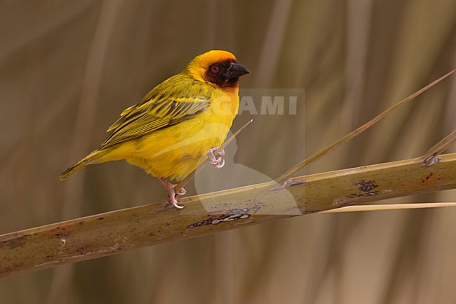 Rüppell's weaver (Ploceus galbula) stock-image by Agami/Daniele Occhiato,