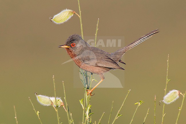 Dartford Warbler (Curruca undata) near Segura in central Portugal. Singing male in soft evening light. stock-image by Agami/David Monticelli,