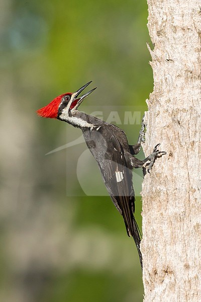 Adult male Pileated Woodpecker (Dryocopus pileatus) against a tree in Monroe County, Florida, USA. stock-image by Agami/Brian E Small,