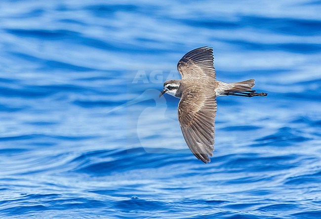 Latham's Storm Petrel (Pelagodroma (marina) maoriana) flying over the pacific ocean off North Island, New Zealand. stock-image by Agami/Marc Guyt,