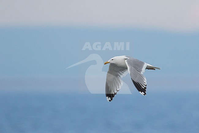 Mongolian Gull, Larus mongolicus, Russia (Baikal), adult in flight. stock-image by Agami/Ralph Martin,