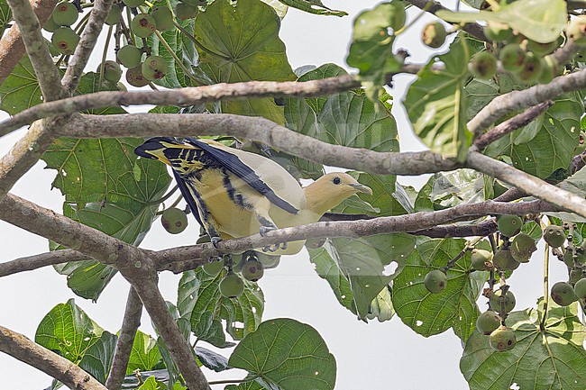 Yellowish Imperial Pigeon (Ducula subflavescens) in Papua New Guinea. stock-image by Agami/Pete Morris,