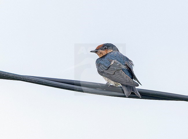 Pacific Swallow, Hirundo tahitica, in West Papua, Indonesia. stock-image by Agami/Pete Morris,