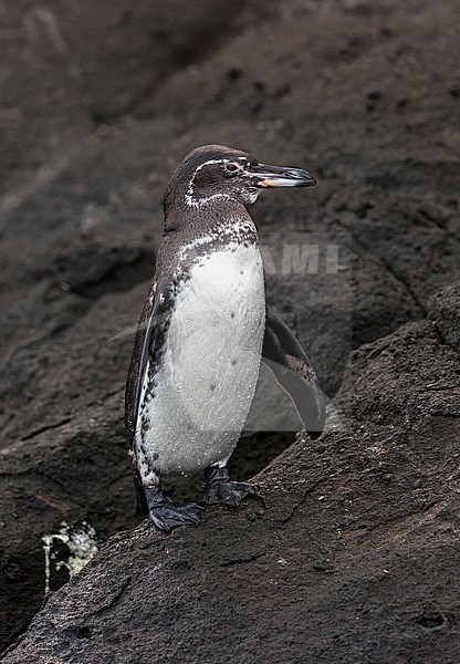 Galapagos Penguin (Spheniscus mendiculus), a rare endemic from the Galapagos Islands stock-image by Agami/Andy & Gill Swash ,