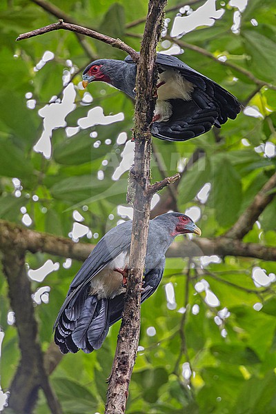 Adult Red-throated caracara (Ibycter americanus) in Panama. stock-image by Agami/Pete Morris,
