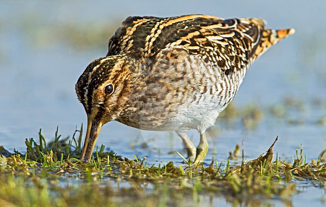 Watersnip foeragerend, Common Snipe foraging stock-image by Agami/Roy de Haas,