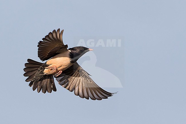 Rose-coloured Starling - Rostenstar - Pastor roseus, Kyrgyzstan stock-image by Agami/Ralph Martin,