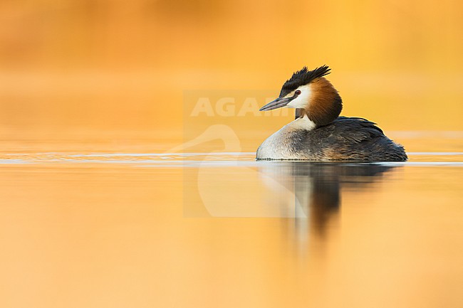 Great Crested Grebe (Podiceps cristatus cristatus) swimming on a lake in Germany. stock-image by Agami/Ralph Martin,