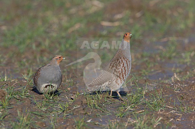 Patrijzen in akkerland; Partridges in farmland stock-image by Agami/Ran Schols,