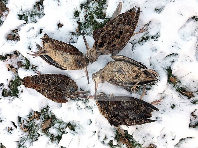 Eurasian Woodcock (Scolopax rusticola) 5 dead birds placed together in the snow at Blåvand, Denmark. Due to very cold temperatures many Woodcocks would die of cold and starvation. stock-image by Agami/Helge Sorensen,