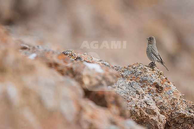 Great Rosefinch (Carpodacus rubicilla ssp. diabolicus) Tajikistan, adult female perched on a rock stock-image by Agami/Ralph Martin,