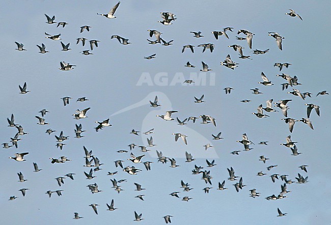 Huge flock of Barnacle Geese (Branta leucopsis). in flight in the Netherlands. stock-image by Agami/Fred Visscher,