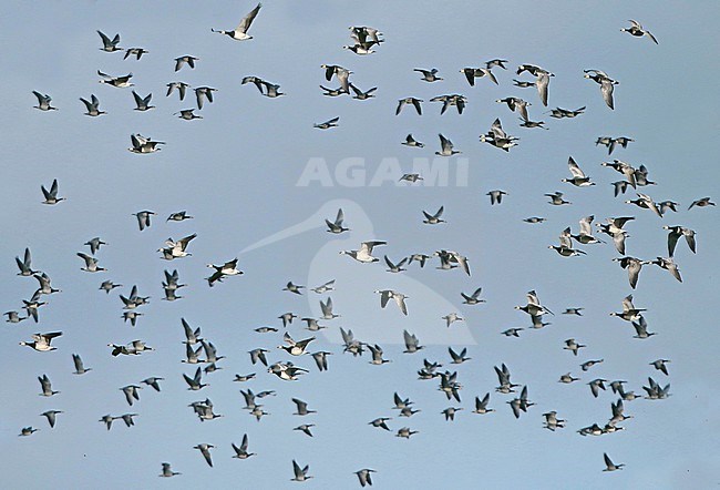Huge flock of Barnacle Geese (Branta leucopsis). in flight in the Netherlands. stock-image by Agami/Fred Visscher,