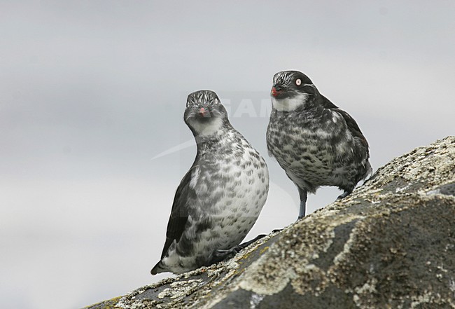 Dwergalk, Least Auklet, Aethia pusilla stock-image by Agami/Pete Morris,