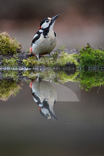 Mannetje Grote Bonte Specht bij waterpoel, Male Great Spotted Woodpecker at waterpool stock-image by Agami/Wil Leurs,