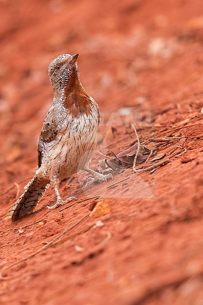 Rufous-necked Wryneck (Jynx ruficollis) perched on the ground in Tanzania. stock-image by Agami/Dubi Shapiro,