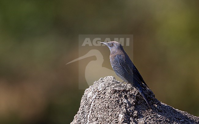 Blue Rock Thrush (Monticola solitarius pandoo) perched on a rock at Doi Pha Hom Pok, Thailand stock-image by Agami/Helge Sorensen,