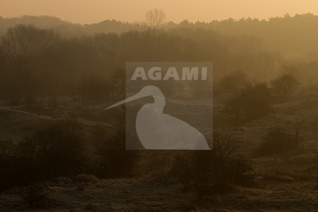 Meijendel in de ochtendmist, Dunes in morning stock-image by Agami/Menno van Duijn,