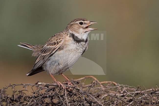 Calandra Lark; Melanocorypha calandra psammochroa stock-image by Agami/Daniele Occhiato,