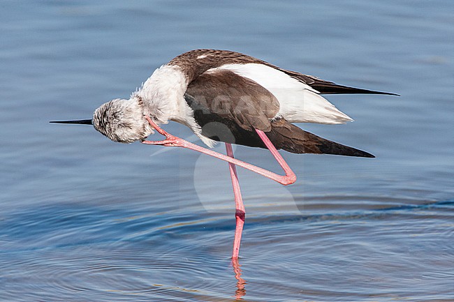 Black-winged Stilt (Himantopus himantopus) preening at the Skala Kalloni Salt Pans, on the island of Lesvos, Greece stock-image by Agami/Marc Guyt,