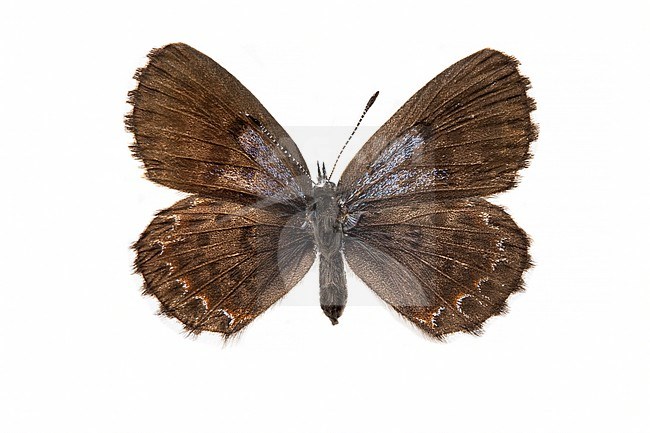 Vetkruidblauwtje, Chequered Blue, Scolitantides orion stock-image by Agami/Wil Leurs,