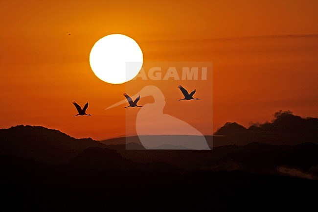 Hooded Cranes flying in front of sunrise in Japan stock-image by Agami/Pete Morris,