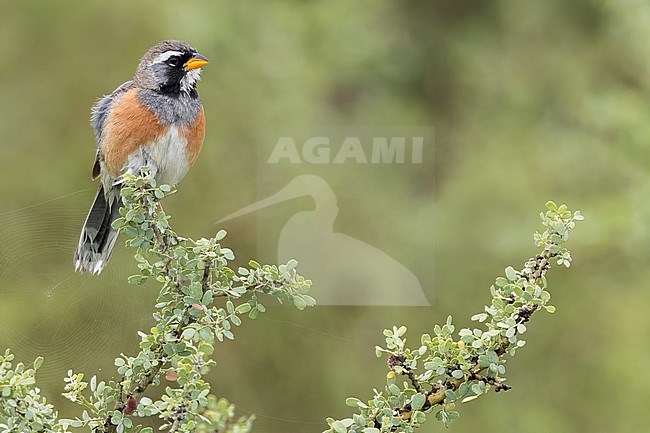 Many-colored Chaco Finch (Saltatricula multicolor) Perched on a branch in Argentina stock-image by Agami/Dubi Shapiro,