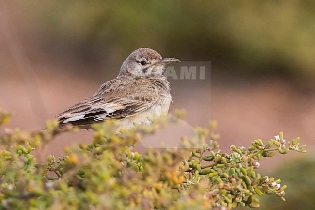 Witbandleeuwerik, Greater Hoopoe-Lark stock-image by Agami/Daniele Occhiato,