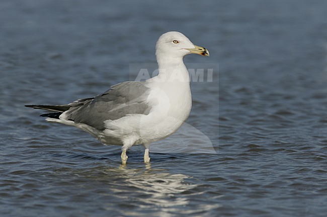 Yellow-legged Gull; Geelpootmeeuw stock-image by Agami/Daniele Occhiato,