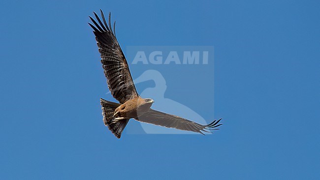 Side / front view of an adult Wahlberg's Eagle (Hieraaetus wahlbergi) in flight. Seen from below. Gambia, Africa stock-image by Agami/Markku Rantala,