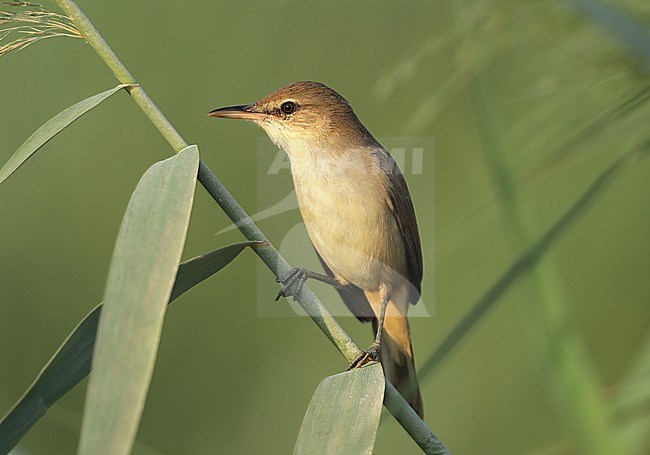 Clamorous Reed Warbler (Acrocephalus stentoreus brunnescens) at Sur in Oman. stock-image by Agami/Aurélien Audevard,