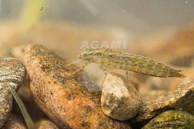 Aeshna spec. - Mosaic darners - Mosaikjunger, Germany (Baden-Württemberg), larvae stock-image by Agami/Ralph Martin,