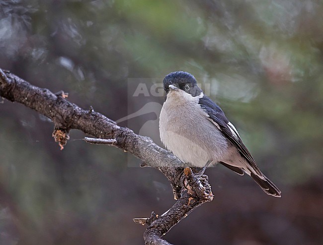 Fiscal Flycatcher, Sigelus silens, in South Africa. stock-image by Agami/Pete Morris,