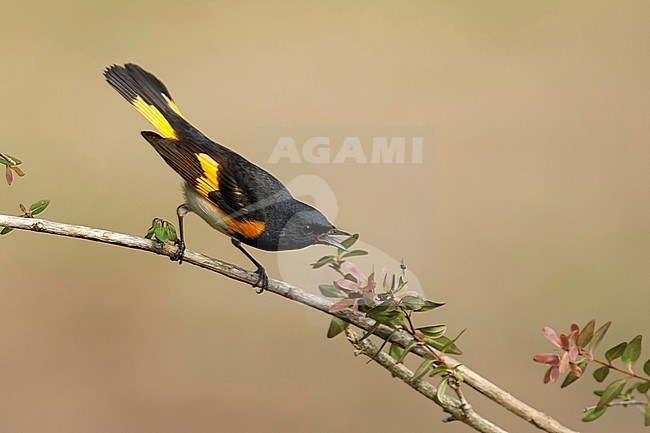 Adult male American Redstart (Setophaga ruticilla) perched on a branch in Galveston County, Texas, United States, during spring migration. Catching an insect. stock-image by Agami/Brian E Small,