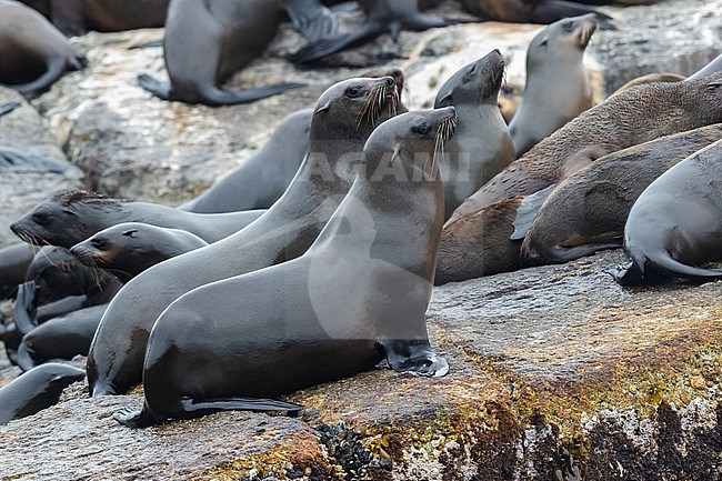 Cape Fur Seal (Arctocephalus pusillus), two females standing in a colony, Western Cape, South Africa stock-image by Agami/Saverio Gatto,