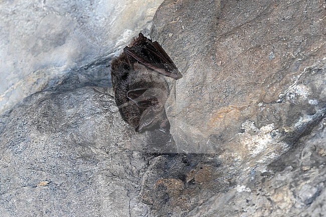 Western Barbastelle (Barbastella barbastellus) hibernated in tunnel in Herbeumont, Luxembourg, Belgium. stock-image by Agami/Vincent Legrand,