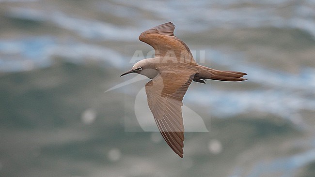 Above view of a Brown Noddy (Anous stolidus) in flight.  Galapagos Islands, Ecuador stock-image by Agami/Markku Rantala,