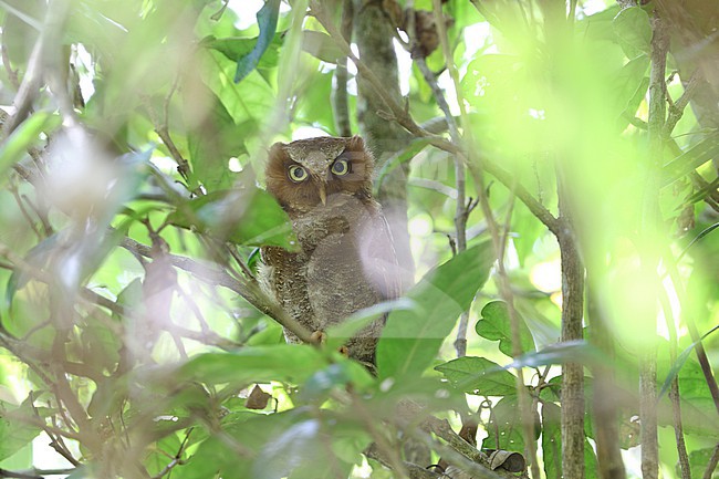 Flores Scops Owl (Otus alfredi) in the Lesser Sundas, Indonesia. stock-image by Agami/James Eaton,