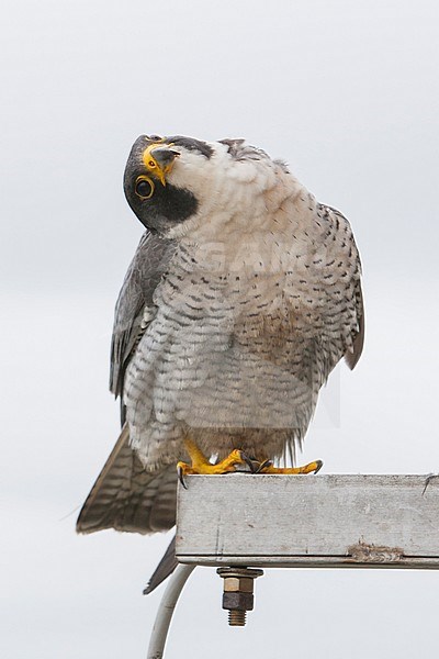 Slechtvalk bij nest, Peregrine Falcon at nestsite stock-image by Agami/Wil Leurs,