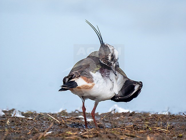 Northern Lapwing; Vanellus vanellus; cleaning itself, cleaning feathers stock-image by Agami/Hans Germeraad,
