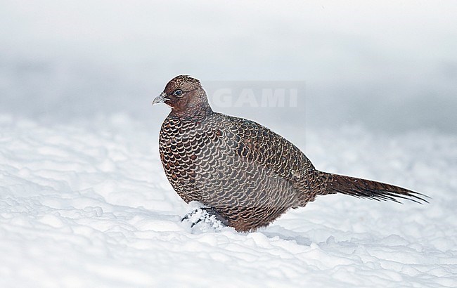 Pheasant female (Phasianus colchicus tenebrosus) Kauhajoki Finland January 2015 stock-image by Agami/Markus Varesvuo,