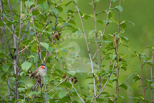 Siberian Rubythroat - Rubinkehlchen - Calliope calliope, Russia (Baikal), adult male stock-image by Agami/Ralph Martin,