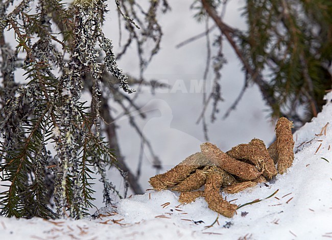 Auerhoen uitwerpselen, Western Capercaillie droppings stock-image by Agami/Markus Varesvuo,