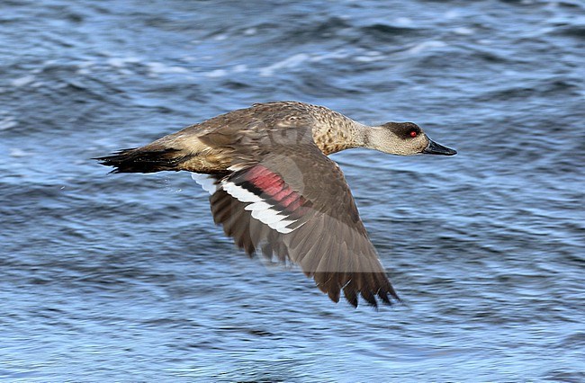 The Southern Crested Duck is fairly common in the Falkland Islands stock-image by Agami/Jacques van der Neut,