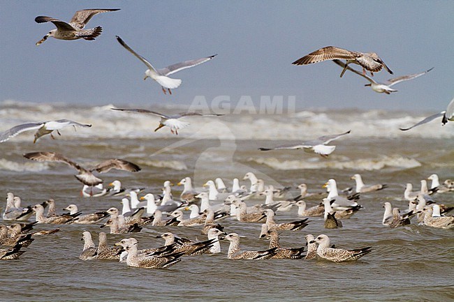 Herring Gull, Larus argentatus argentatus birds foraging on shellfish washed ashore after storm stock-image by Agami/Menno van Duijn,